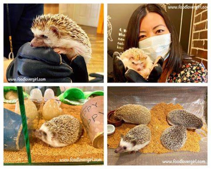 Is the Hedgehog Cafe ethical
