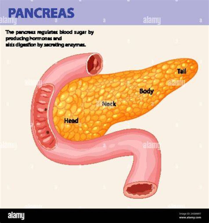 Is the pancreas leaf shaped