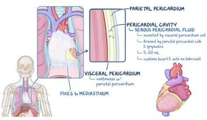 Is the pericardium flexible