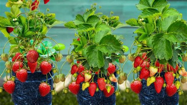 Is the strawberry tree messy
