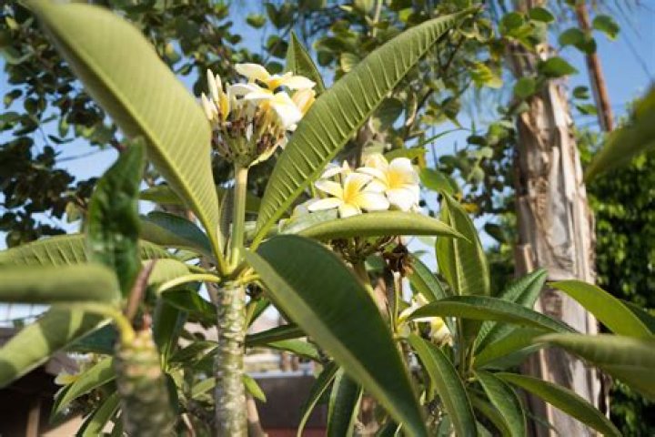 Is there a native frangipani