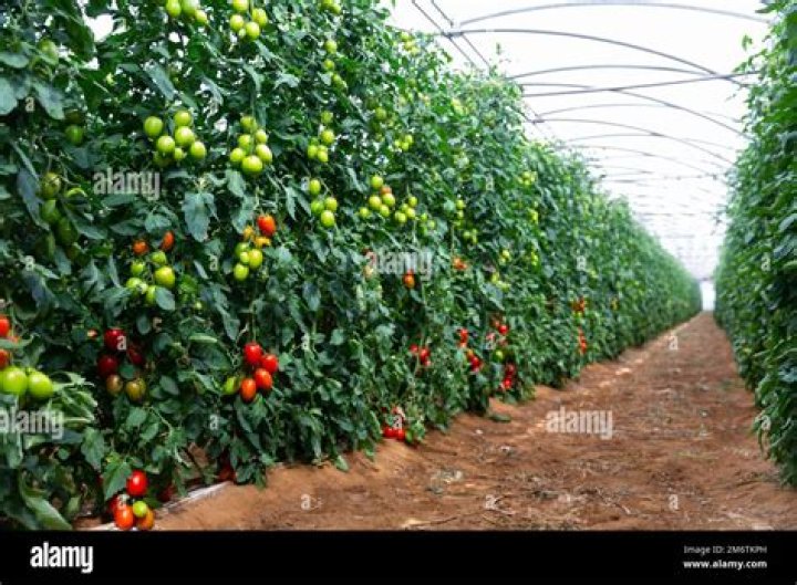 Is there a tomato tree