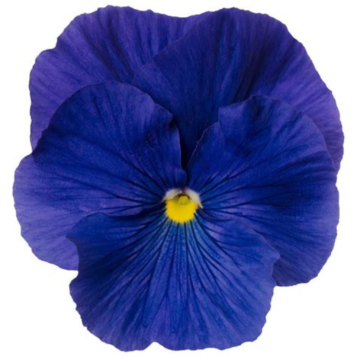 Is there a true blue flower