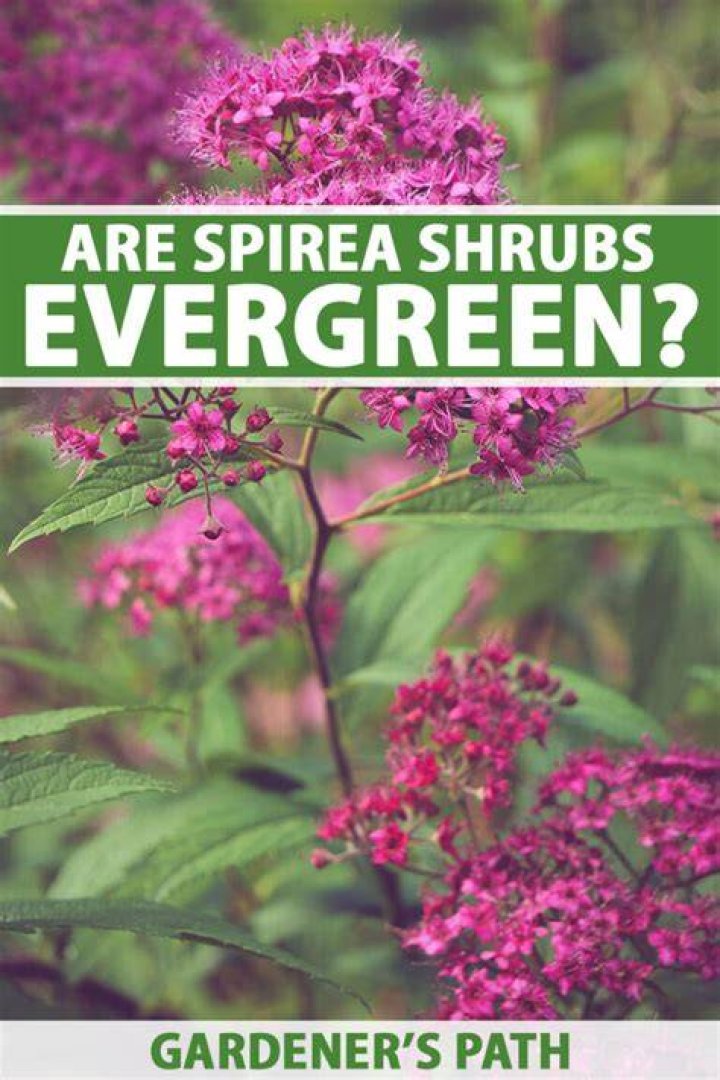 Is there an evergreen spirea