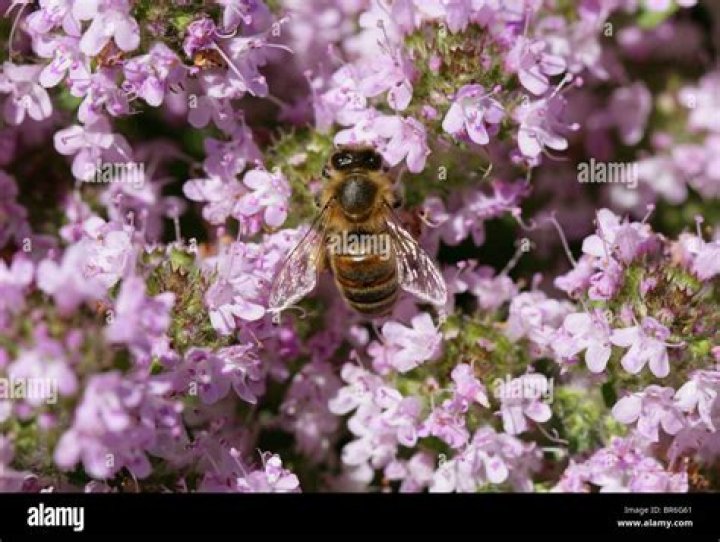 Is thyme good for honey bees