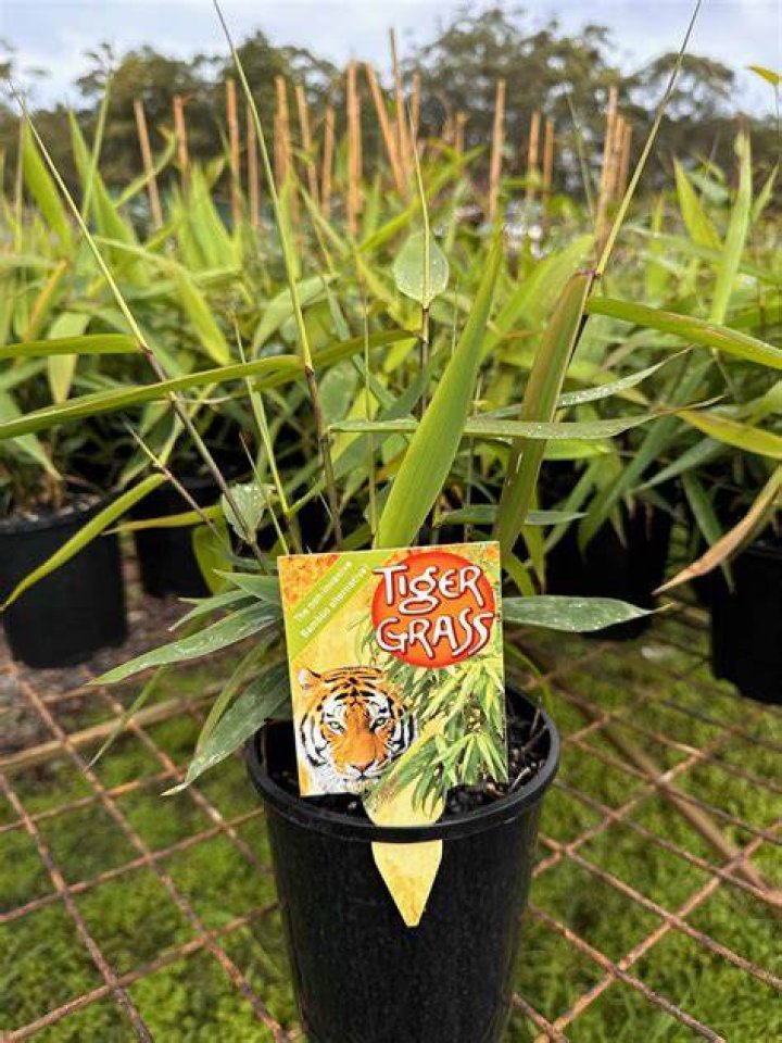 Is tiger grass fast growing