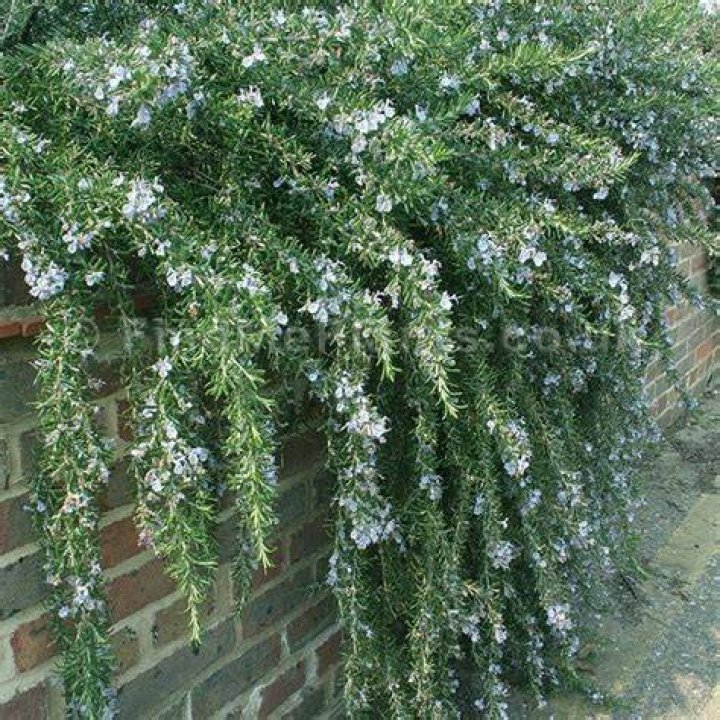 Is trailing rosemary edible