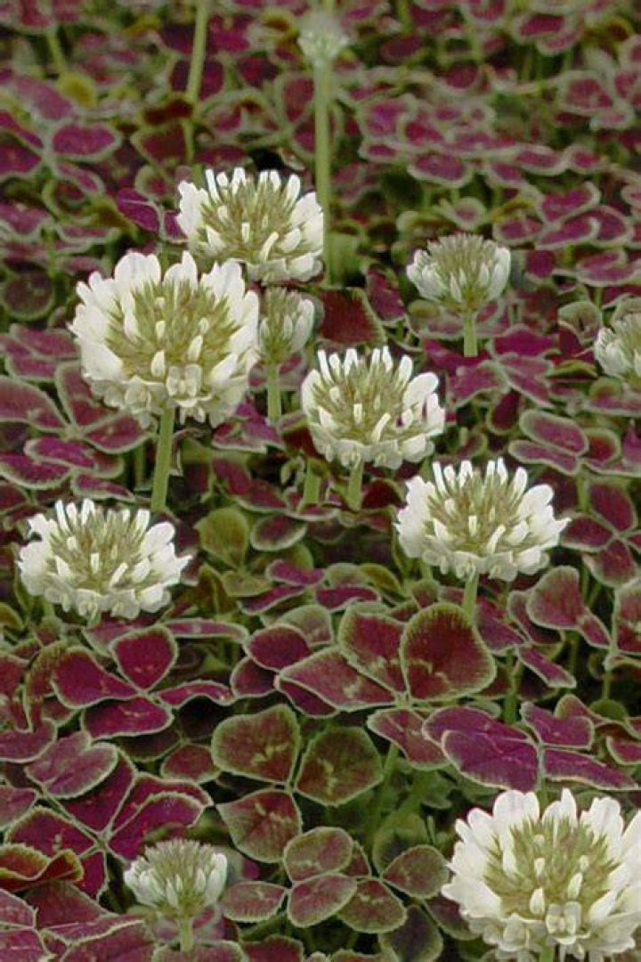 Is Trifolium repens invasive