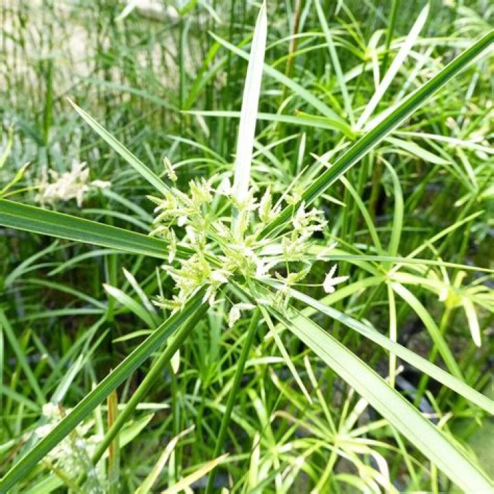 Is umbrella grass poisonous