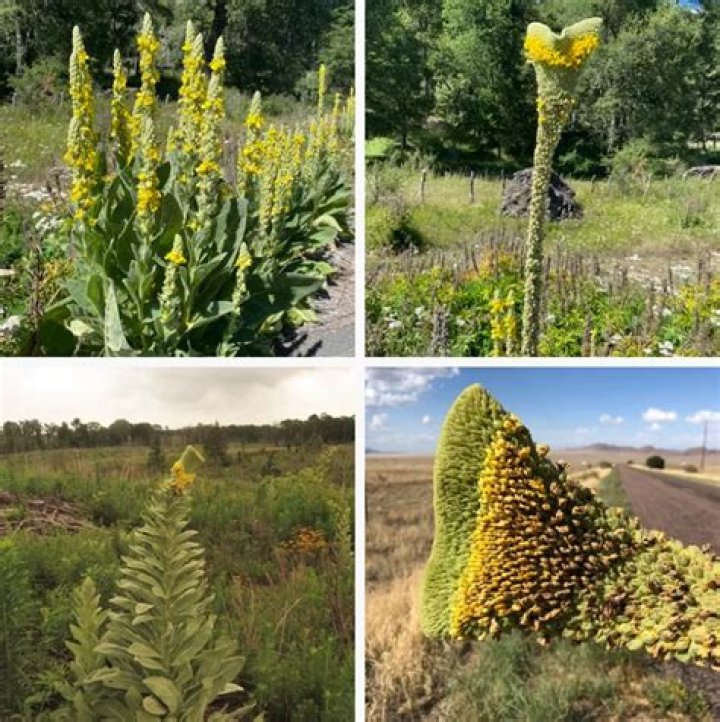 Is Verbascum thapsus edible