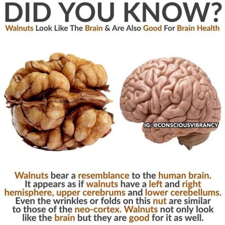 Is walnut shaped like brain
