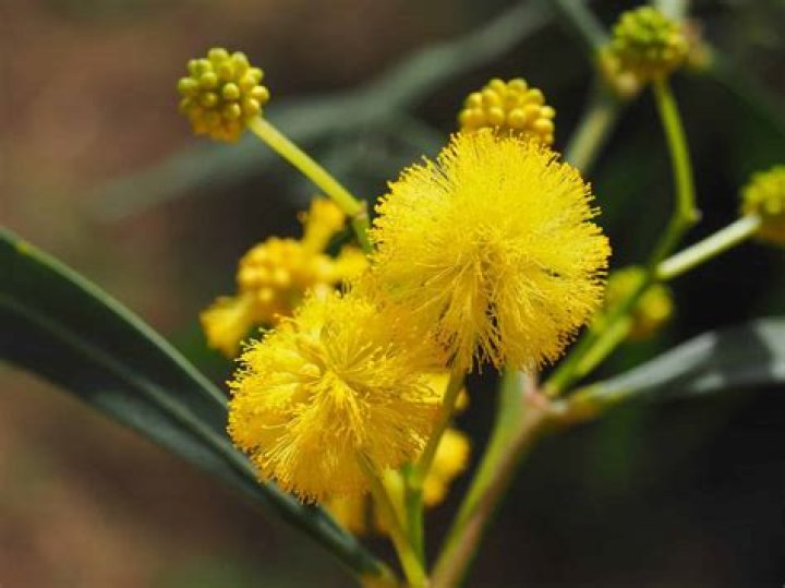 Is wattle only in Australia