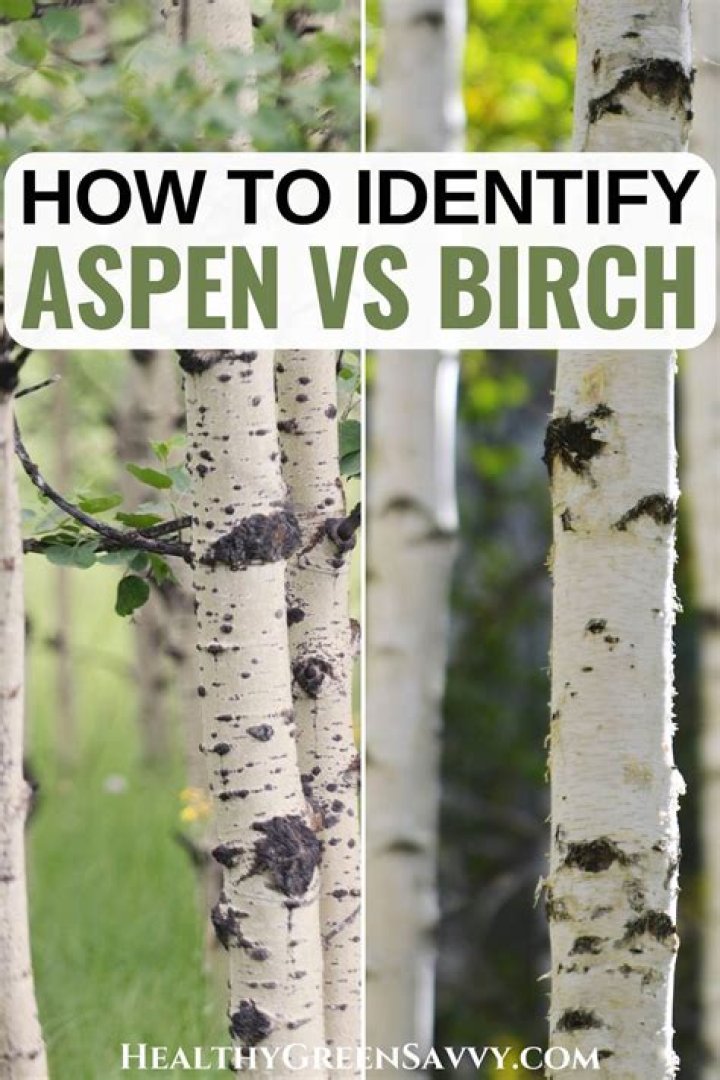 Is white birch hard to split