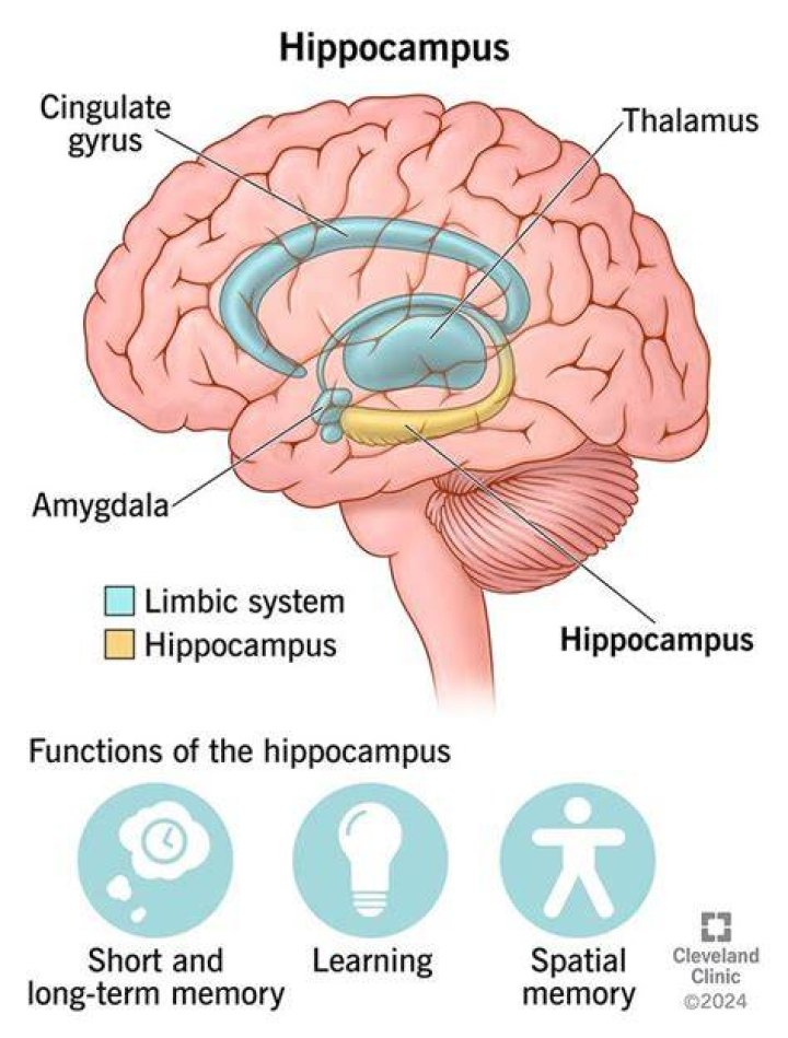 Kann der Hippocampus wachsen