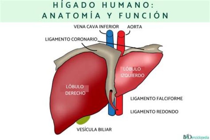 ¿Qué es el lóbulo del hígado