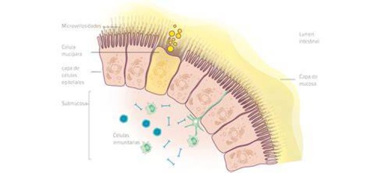 ¿Qué es una célula intestinal
