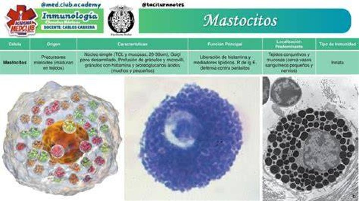 ¿Que producen los mastocitos