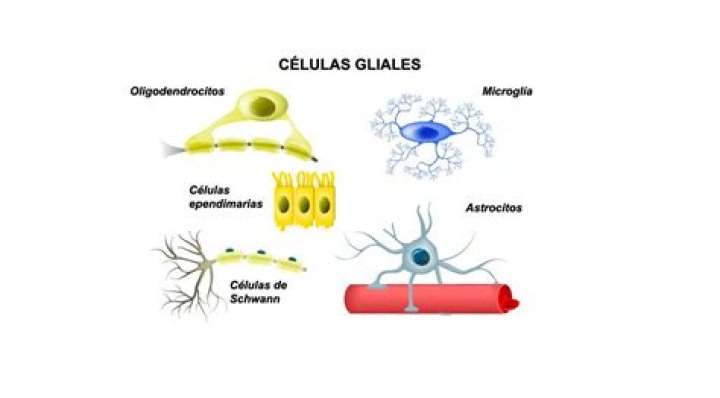 ¿Qué son las células gliales