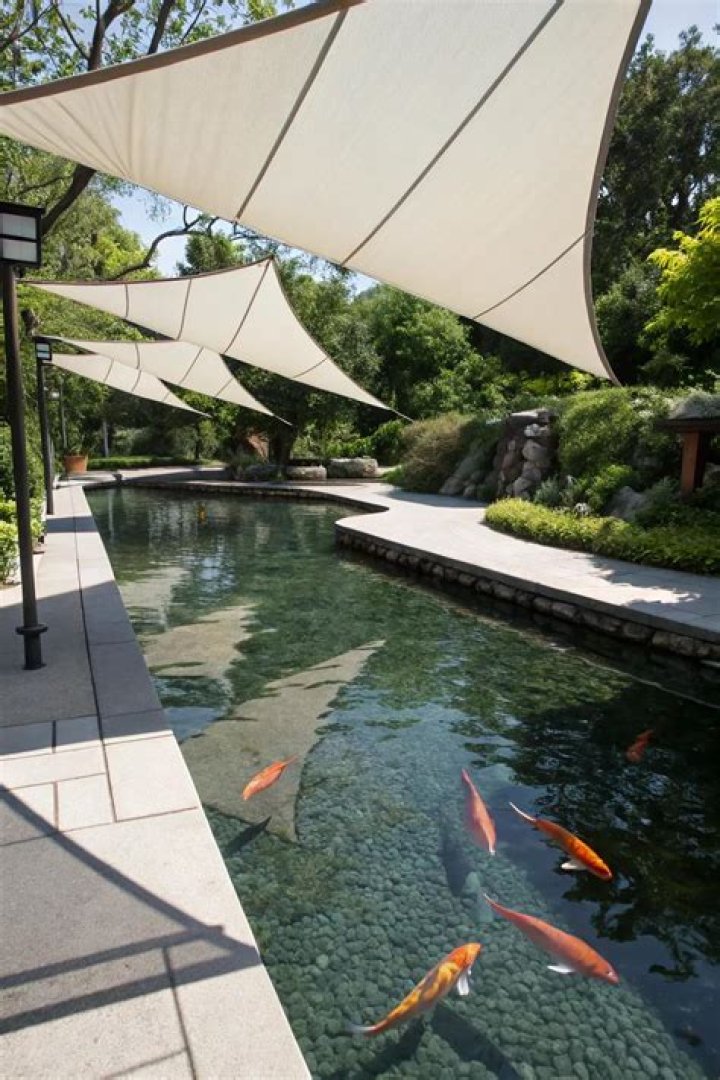 Should a koi pond have shade