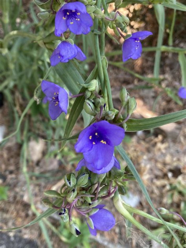 Should I cut back spiderwort