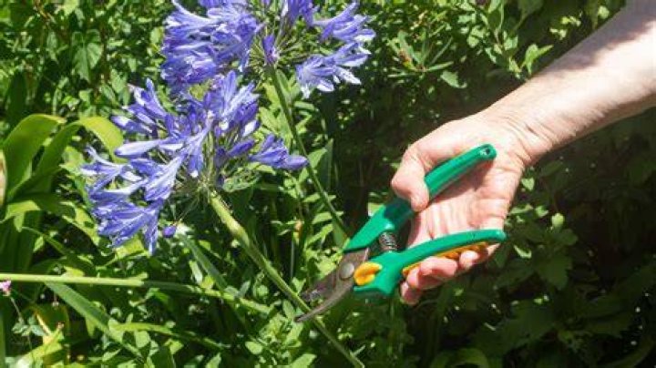 Should I deadhead agapanthus