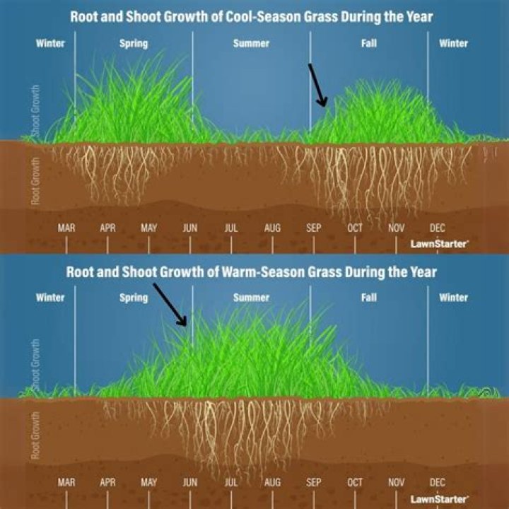 Should I fertilize new grass