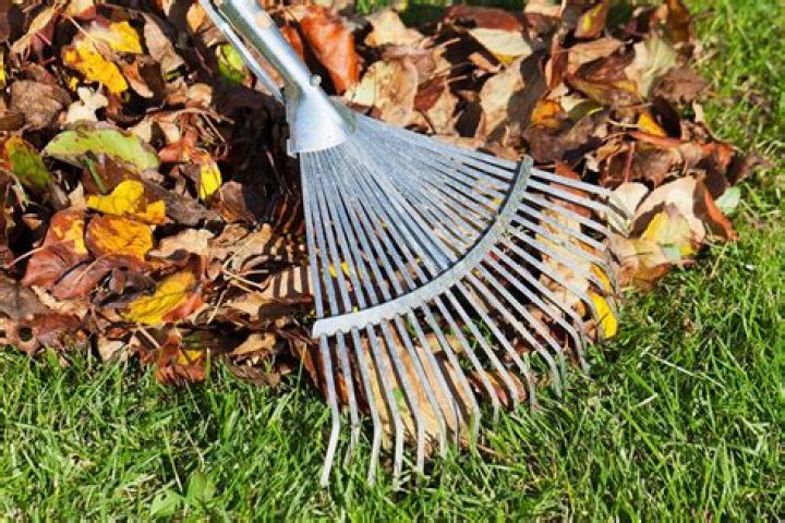 Should I remove dead leaves from garden