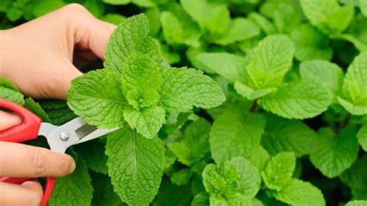Should I remove mint flowers