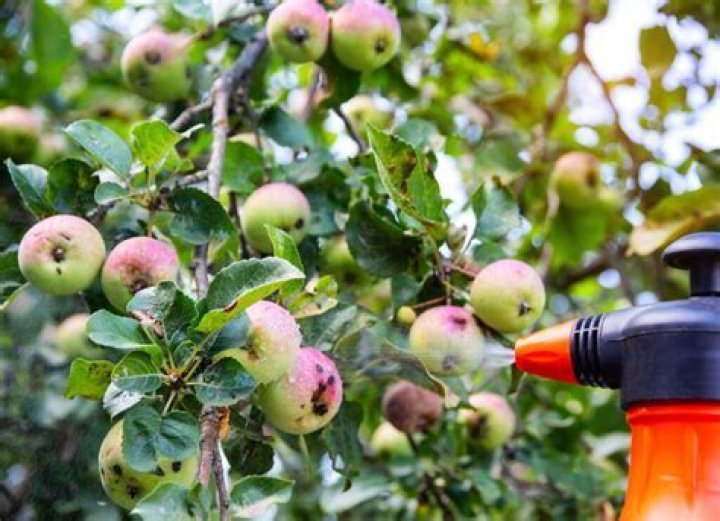 Should I spray my apple tree