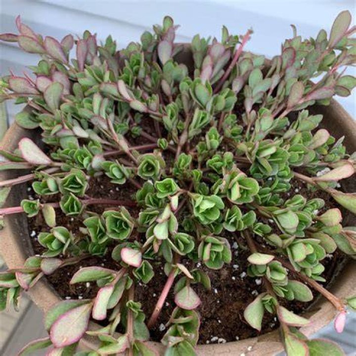 Should you cut back purslane