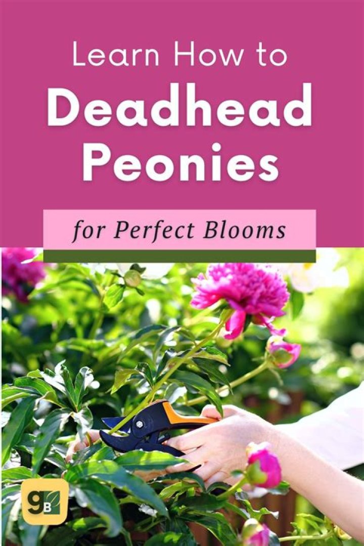 Should you deadhead thistles