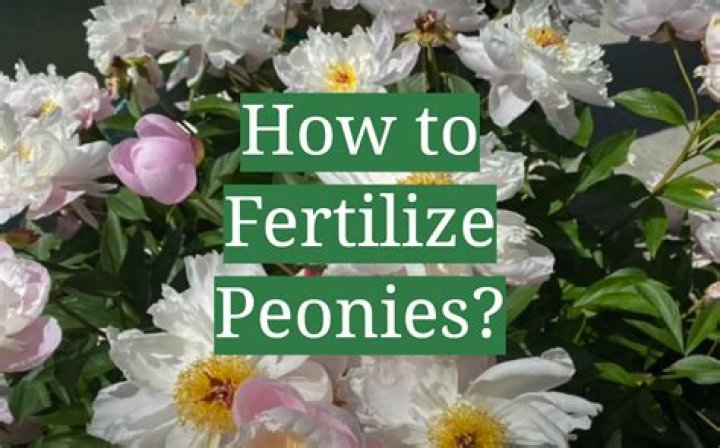 Should you fertilize peonies