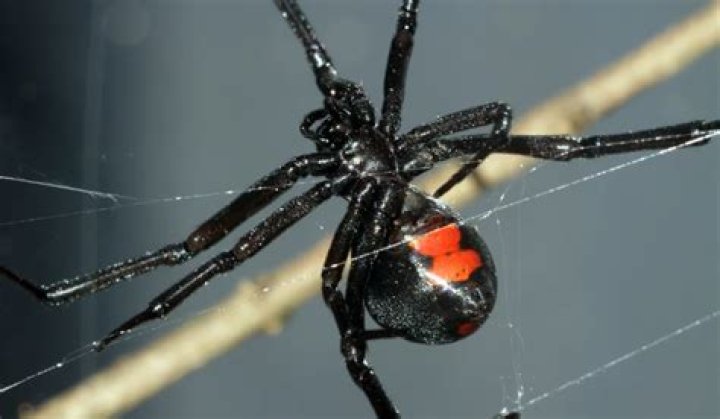 Should you kill black widow spiders