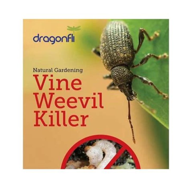 Should you kill vine weevils