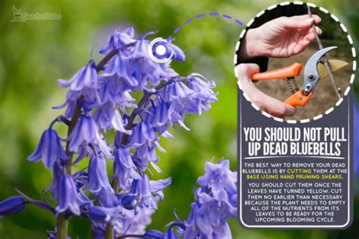 Should you pull up bluebells