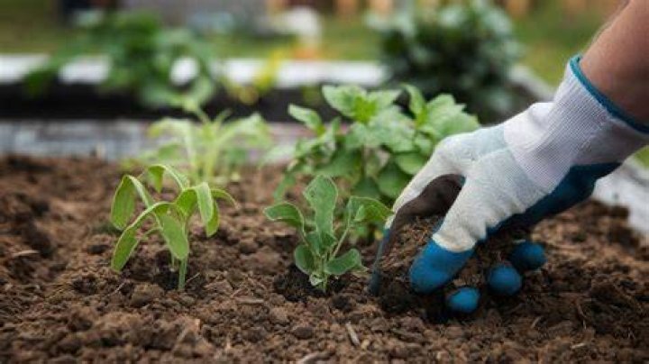 Should you touch your plants