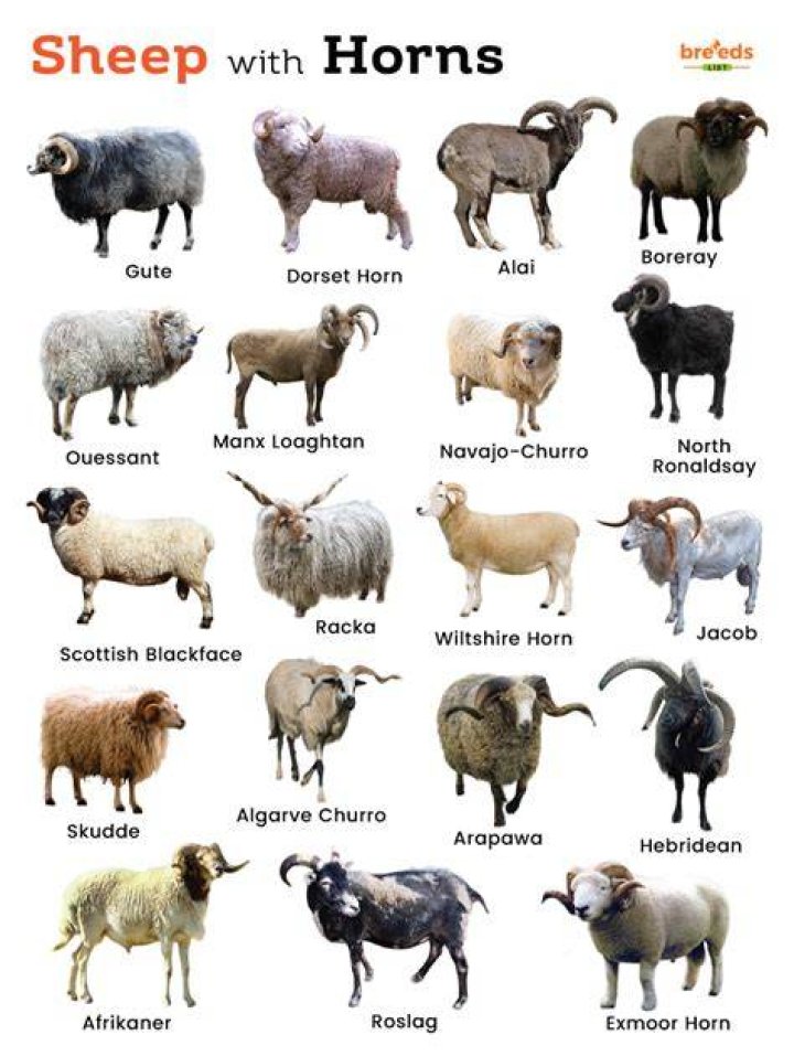 What abilities do sheep have