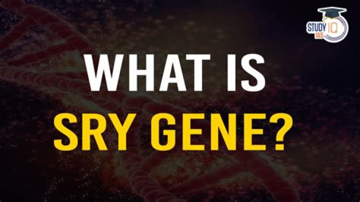 What activates the SRY gene