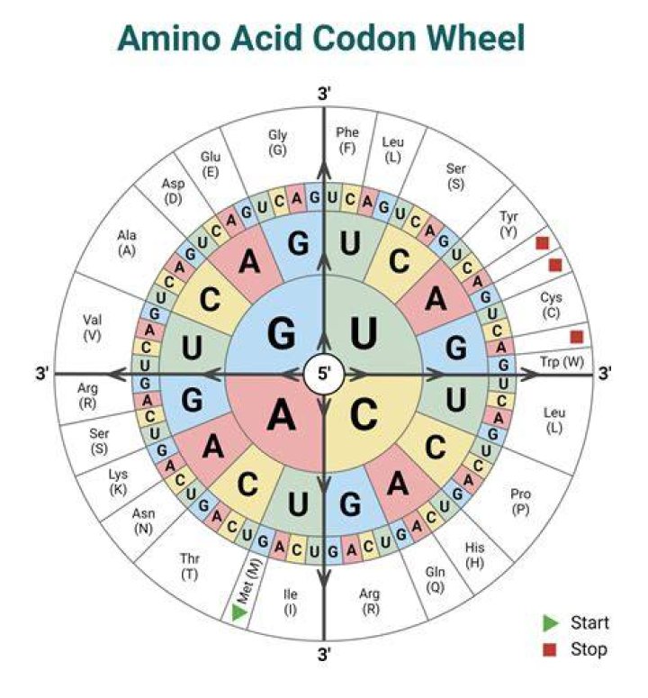 What amino acid has 6 codons