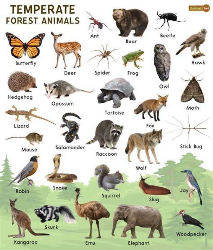 What animal eats a pine tree