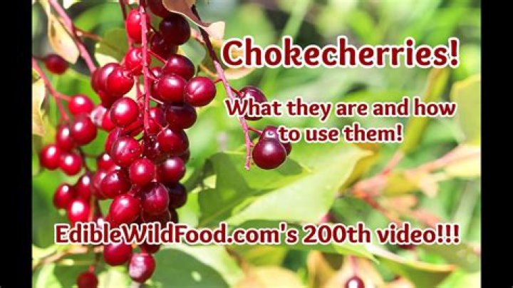 What animal eats chokecherry