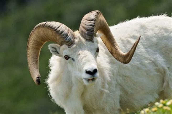 What animal eats Dall sheep