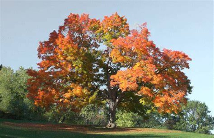 What animal eats maple trees