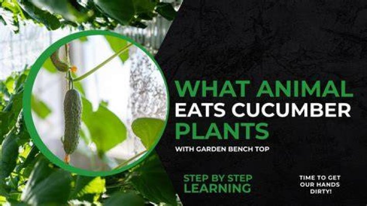 What animal eats mint plants