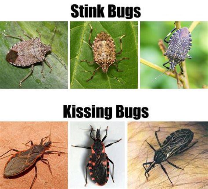 What animal eats stink bugs