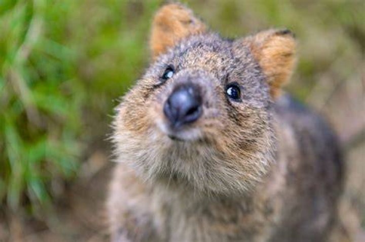 What Animals Attack quokkas