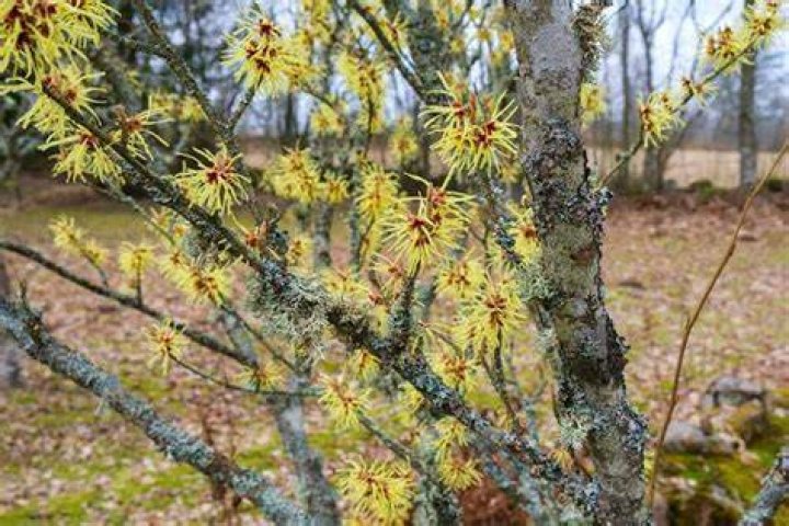 What animals eat witch hazel