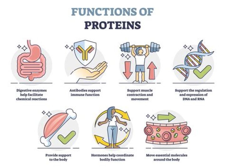 What are 4 protein functions