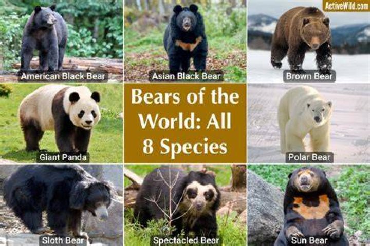 What are bears common names