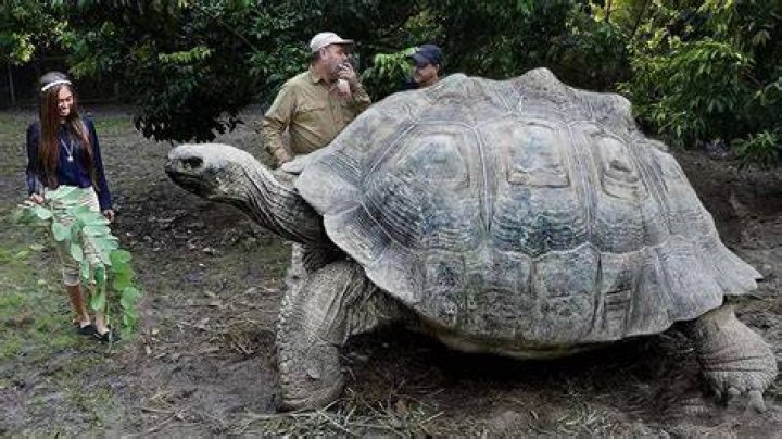 What are big turtles called